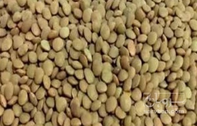فروش عدس