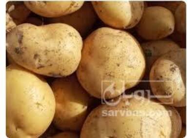 فروش سیب زمینی