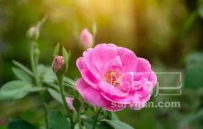 فروش گل محمدی (گیاه‌ دارویی)