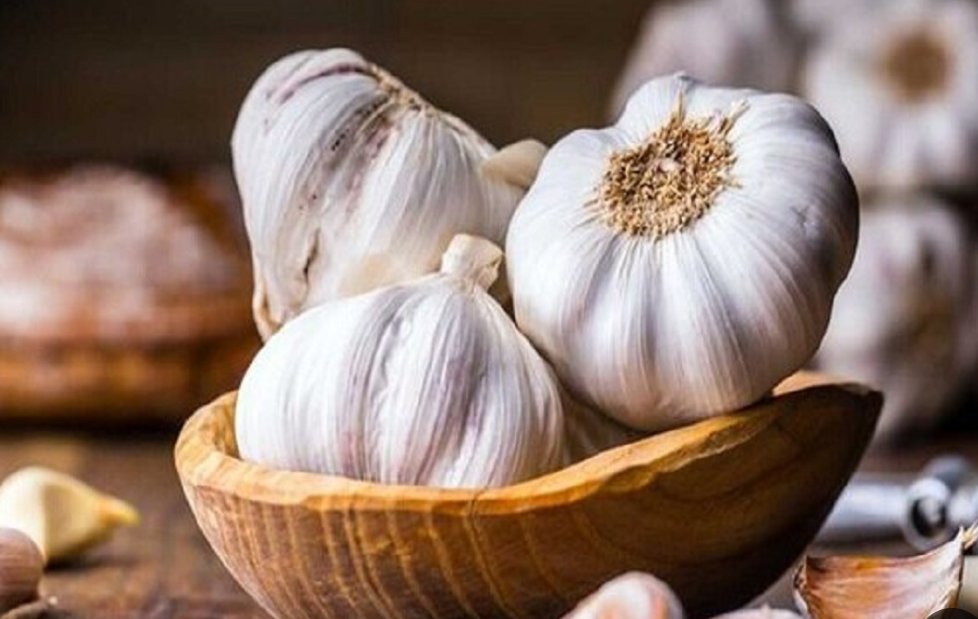 فروش سیر سفید