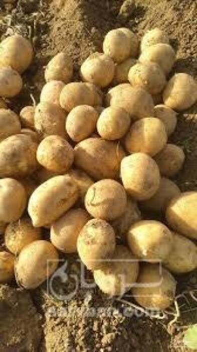 فروش سیب زمینی سانتا