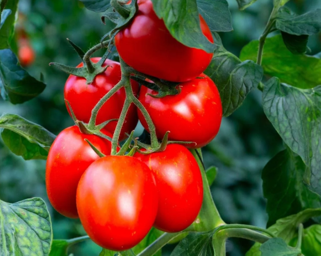 فروش گوجه فرنگی