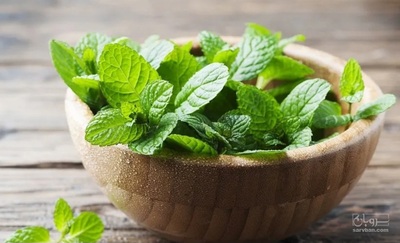 فروش نعناع