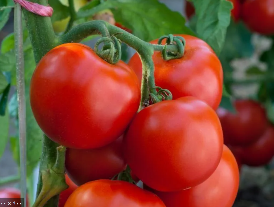 فروش گوجه فرنگی