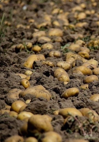 فروش سیب زمینی سانته