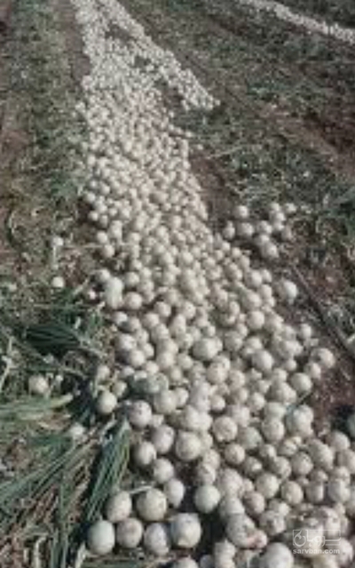 فروش پیازسفید