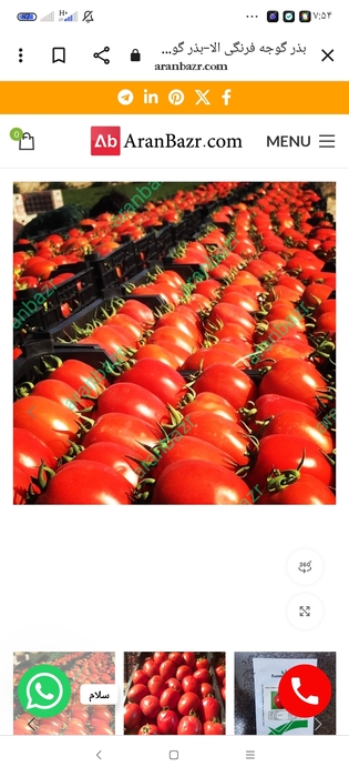 فروش گوجه فرنگی