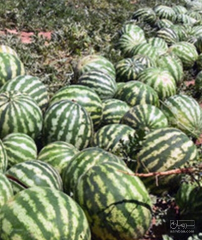 فروش هندوانه