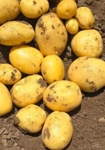 فروش سیب زمینی