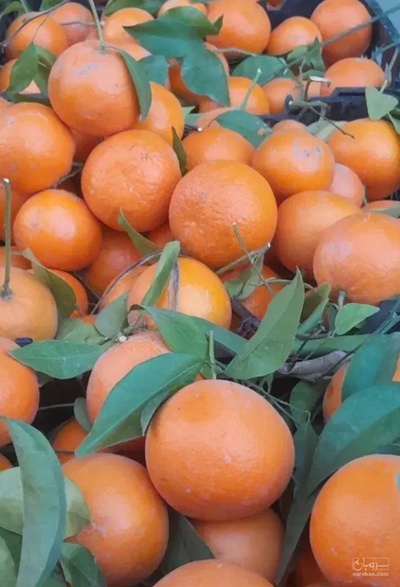 فروش پرتقال