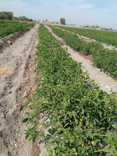 فروش گوجه فرنگی