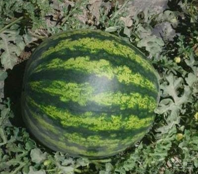 فروش هندوانه گردخطی