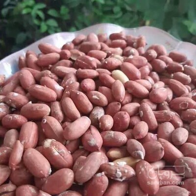 فروش بادام زمینی