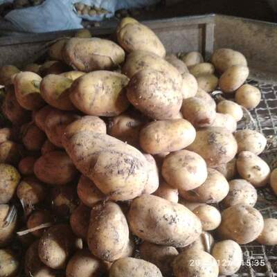 فروش سیب زمینی