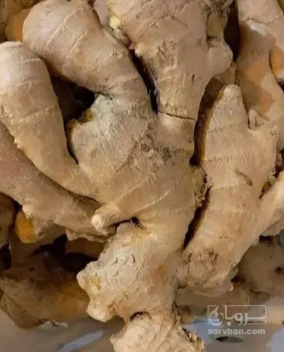 فروش زنجبیل تازه