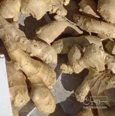 فروش زنجبیل تازه