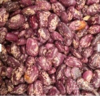 فروش لوبیا چیتی