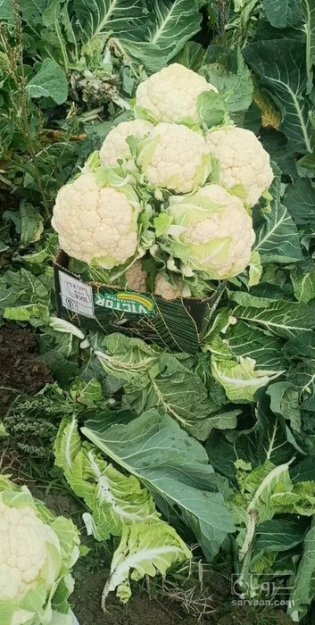 فروش گل کلم