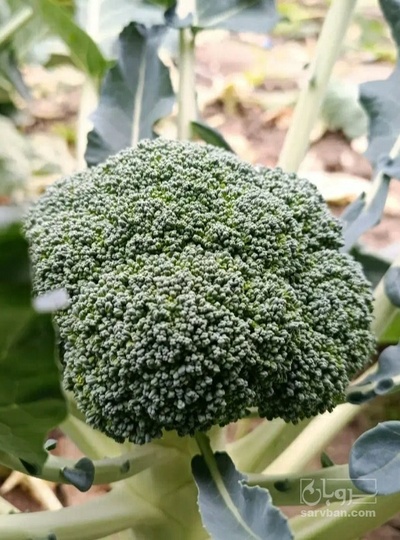 فروش کلم بروکلی