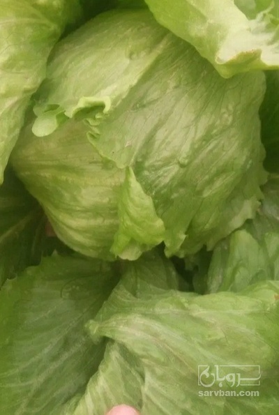 فروش کاهو ایسبرگ - آیسبرگ