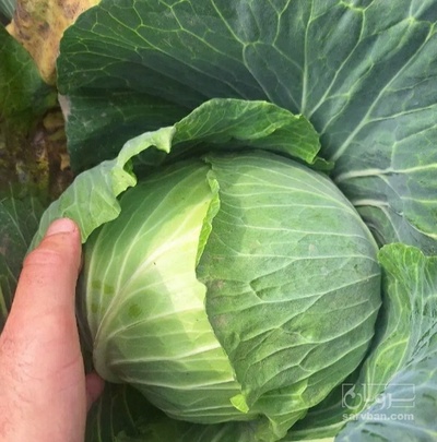 فروش کلم برگی سفید