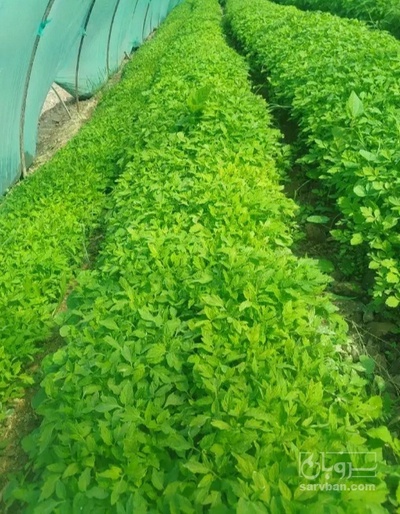 فروش نشا گوجه فرنگی  متین