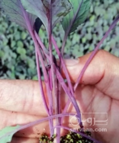 فروش نشا کلم بنفش