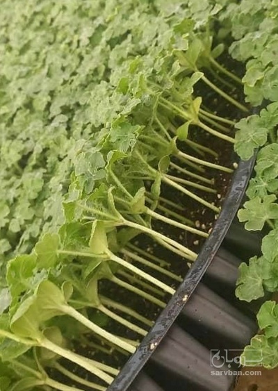 فروش نشا گوجه فرنگی