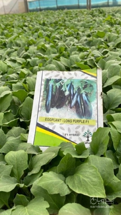 فروش نشا بادمجان