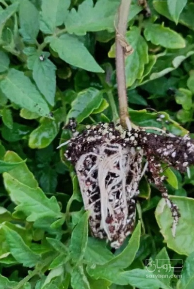 فروش نشا فلفل