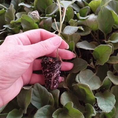 فروش نشا هندوانه