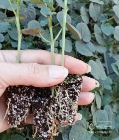 فروش کلم بروکلی