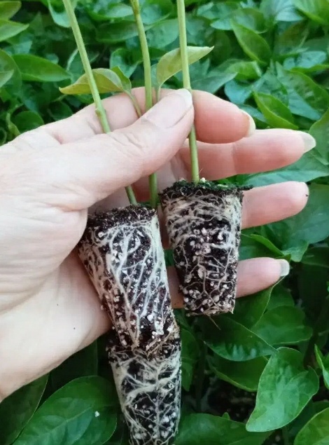 فروش نشا گل کلم