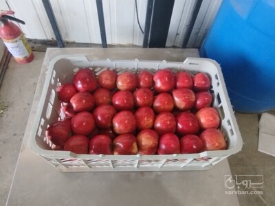 فروش سیب