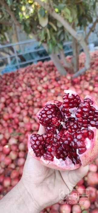 فروش انار