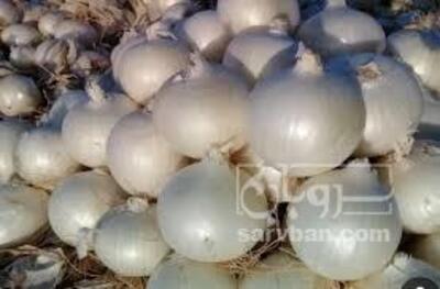 فروش پیازسفید