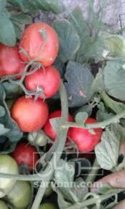 فروش گوجه فرنگی