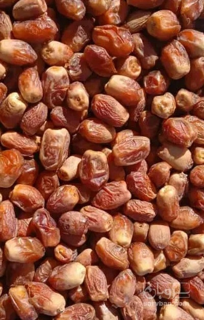 فروش خرما زاهدی