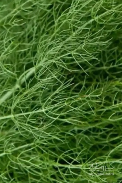 فروش شوید تازه