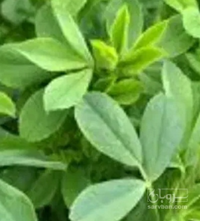 فروش شنبلیله