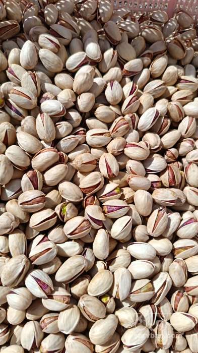 فروش پسته احمدآقایی