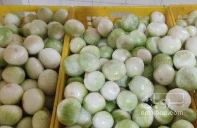 فروش پیاز سفید پوست کنده