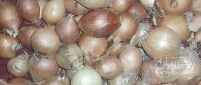 فروش پیاز زرد