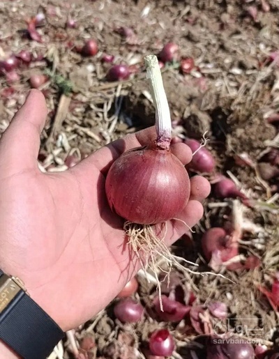 فروش پیاز قرمز