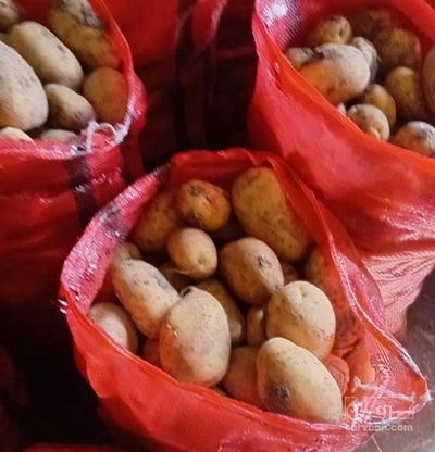 فروش سیب زمینی بذری اگریا