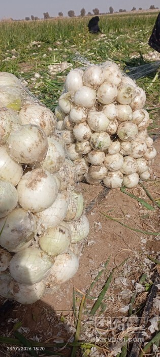 فروش پیاز 2