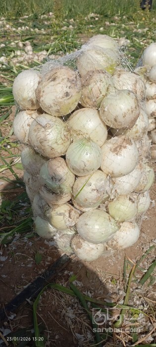 فروش پیاز 3