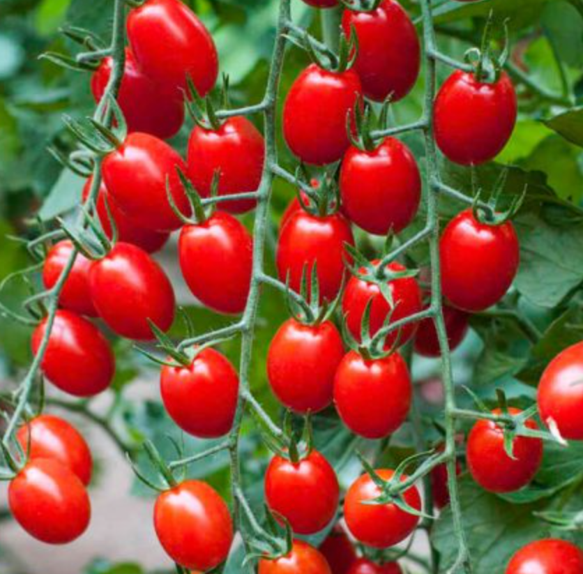 فروش گوجه فرنگی (زیتونی)