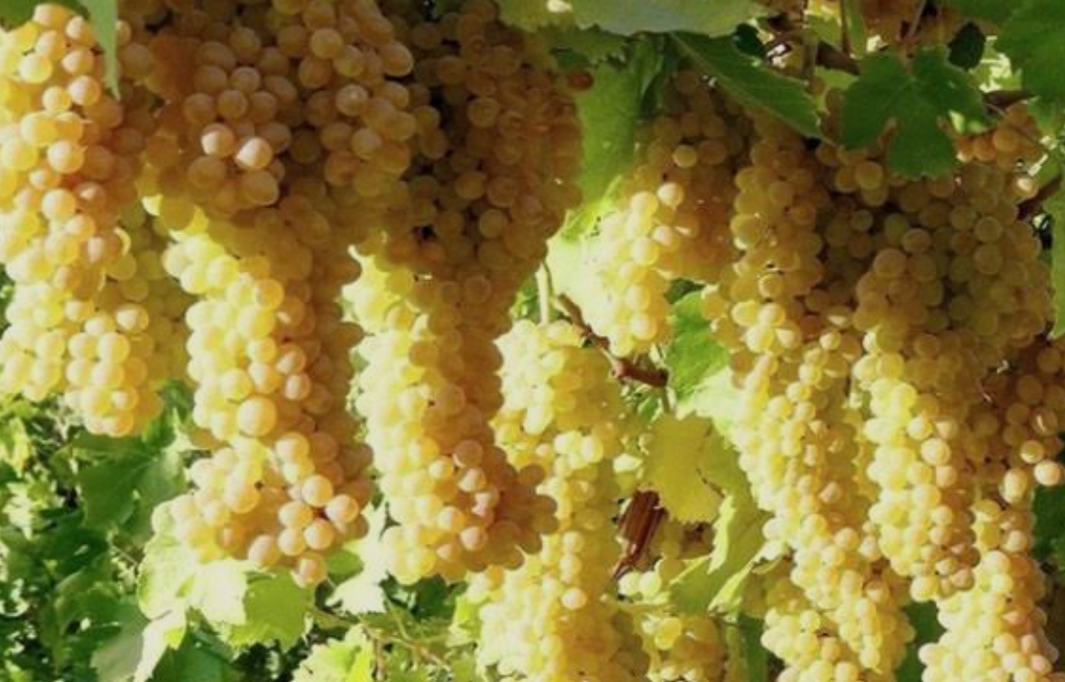 فروش انگور سفید