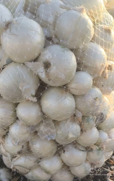 فروش پیاز